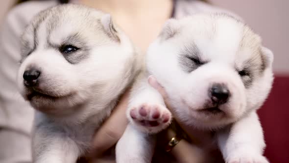 cute newborn Husky puppies being held by owner