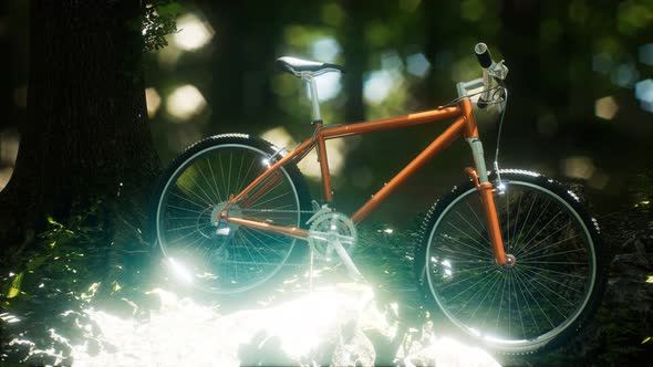 Mountain Bike on the Forest Path