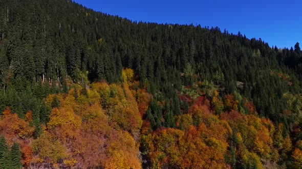 Forest With Mountain Road