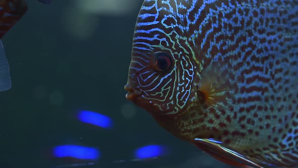 Close Up View of Gorgeous Checkerboard Map Discus Aquarium Fish.