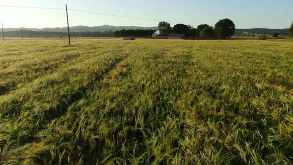 Wheat Field in Spring at Sunrise