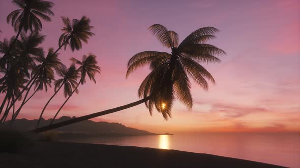 Beautiful Sunset With Palm Tree On the Beach