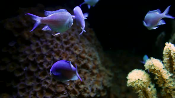 Closeup View of Tropical Fishes Swimming on Coral Reef Background