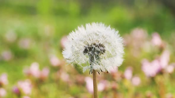 Dandelion