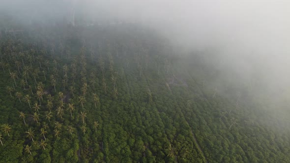 Fumes mist hazy air at the coconut plantation