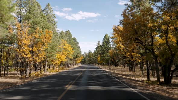 Drive On Road Through Pines Forest On Autumn Sunny Day In Grand Canyon Park