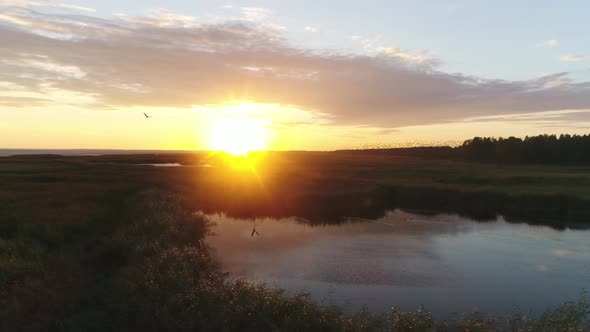 Birds Flying at Sunset