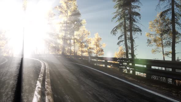 Road in the Forest