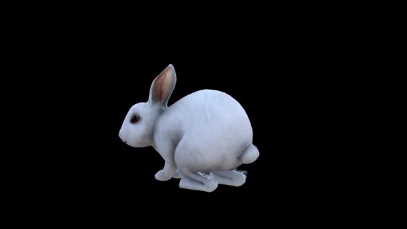 White Rabbit İdle View From Back Side