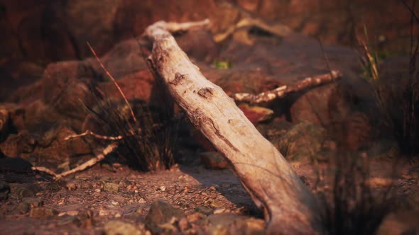 Dry Dead Tree Branches and Mountain Ridge