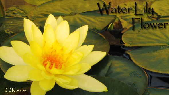 Water Lily Flower 