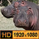 Hippopotamus - VideoHive Item for Sale