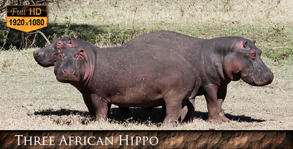 Hippopotamus