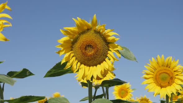 Head of sunflower Helianthus annuus plant slow motion video