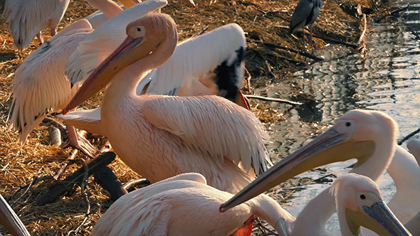 Pelicans On Shore At Sunset