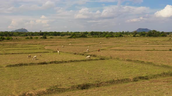 Cattle on the Pasture in Sri Lanka