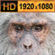 Old Chimpanzee - VideoHive Item for Sale