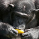 Chimpanzee Eating Fruit - VideoHive Item for Sale