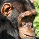 Chimpanzee Eating - VideoHive Item for Sale