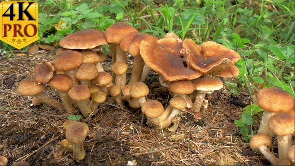 Bunch of Honey Fungus on the Ground