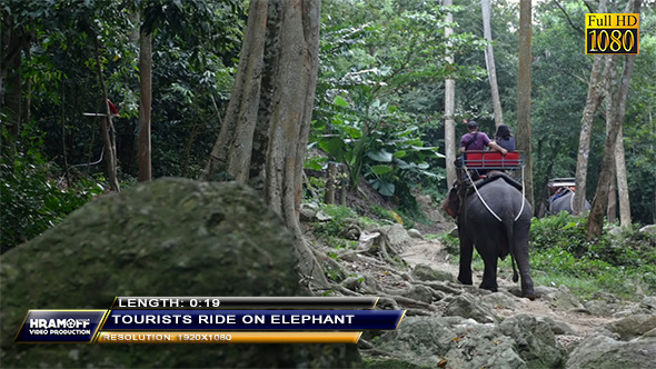 Tourists Ride On Elephant