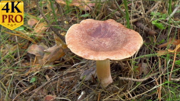 Single Milkcaps Mushroom with Grass and Shrubs Aro