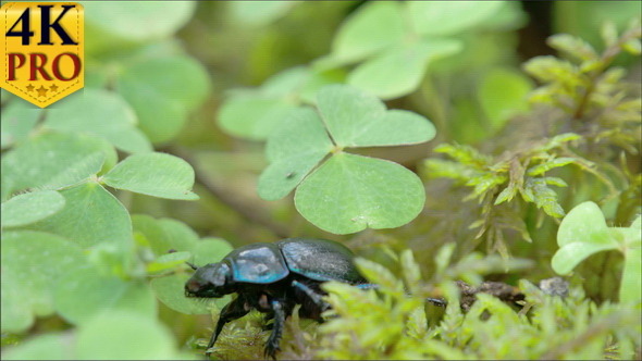 Black and Shiny Dung Beetle is Crawling on the Leaf