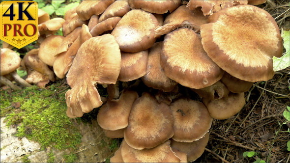 A Bunch of Honey Fungus with Golden Brown in Color