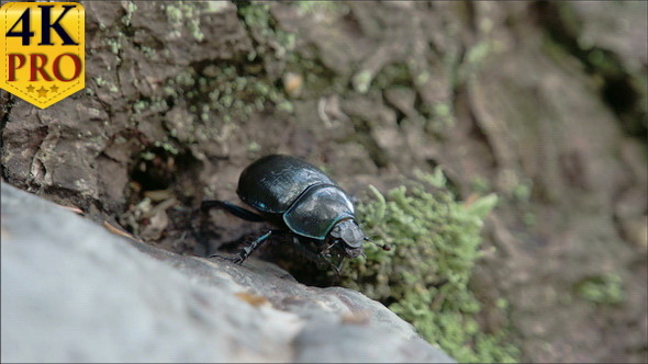 Blue Greenish Shiny Dung Beetle Trying to Curl Up 