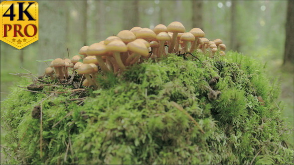 Small Tiny Honey Fungus Growing on the Trunk