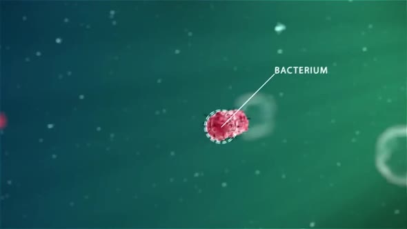 digestion of bacteria in the immune system by macrophage1.mov