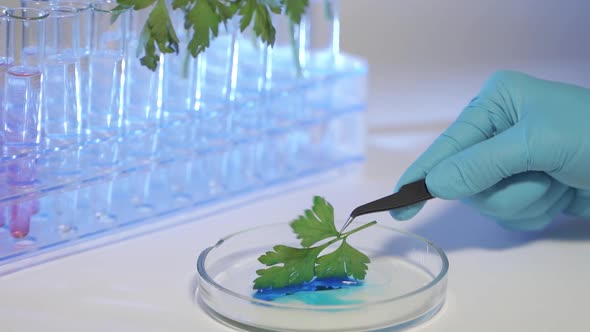 Biologist Adding Yellow Liquid To Plant in Tube Human Impact on Environment