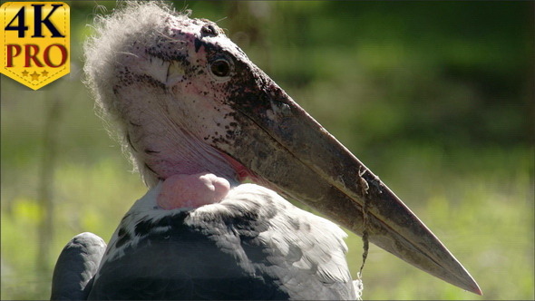 The Marabou Stork With its Long And Big Beak