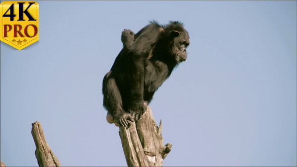 A Black Chimpanzee on Top of a Stem 