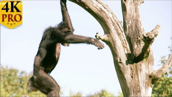 Troglodytes or Chimpanzee is Going Down from 