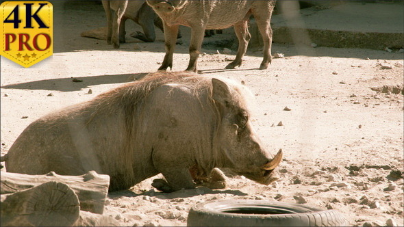 A Small Desert Warthog Walking and then Lying 