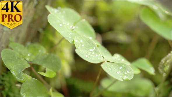 Leaves of the Plant with the Water Moist on it