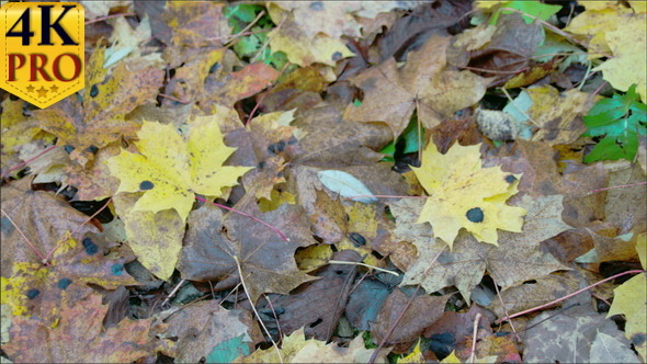 Scattered Maple Leaves on the Ground on Autumn