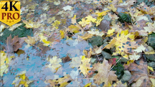 Maple Leaves Dump on the Ground with Water