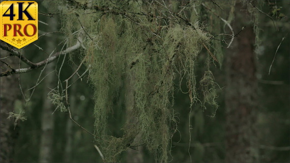 A Thick Beard Lichen Hanging on the Stem