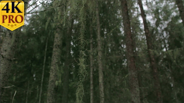 Lots of Spruce Trees Around with Beard Lichen
