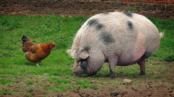 Funny Pig Startles Chicken On The Farm