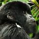 Mountain Gorilla Baby - VideoHive Item for Sale