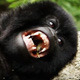 Mountain Gorilla Baby Playing - VideoHive Item for Sale
