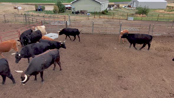 Active and happy bulls and steers crowd to look at the camera. One big bull poops.