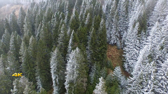 Aerial Flying Above Winter Snow Forest
