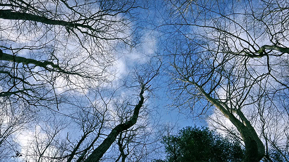 Looking Up At The Sky Through Tree Branches