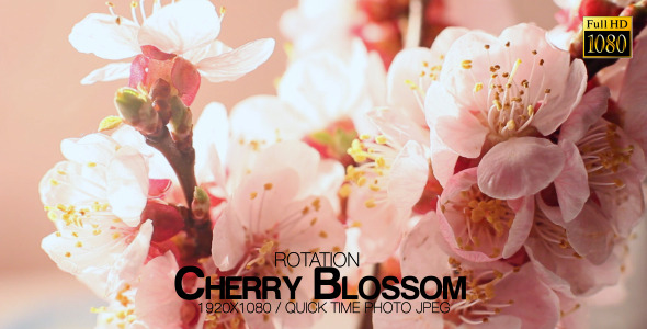 Beautiful Cherry Blossom 6
