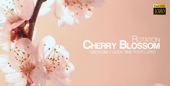 Beautiful Cherry Blossom 7