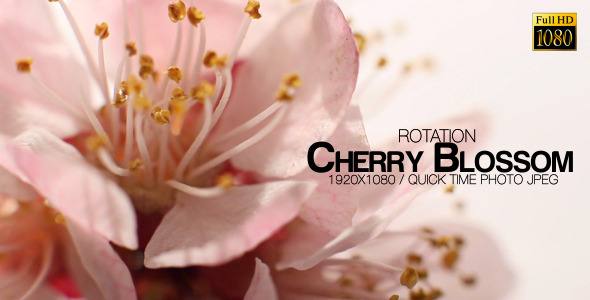 Beautiful Cherry Blossom 12